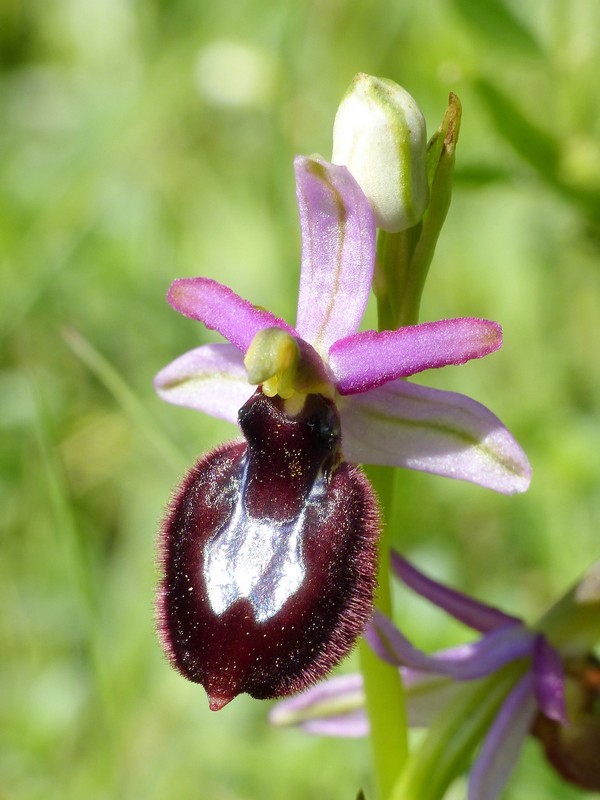 Prima fioritura di orchidee a Palena nel Parco Nazionale della Majella - maggio 2022.